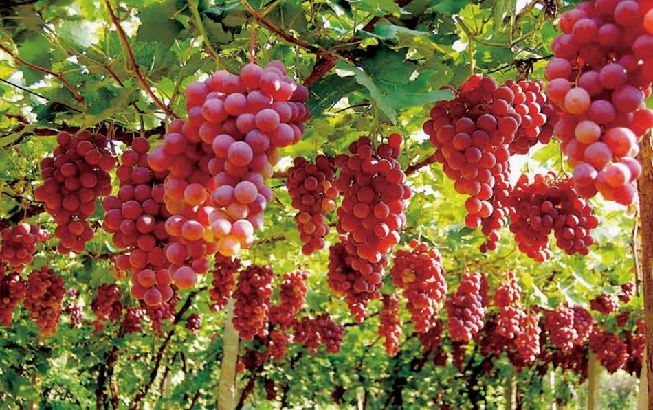 Wuhai grapes gain favor at China International Agricultural Products Fair