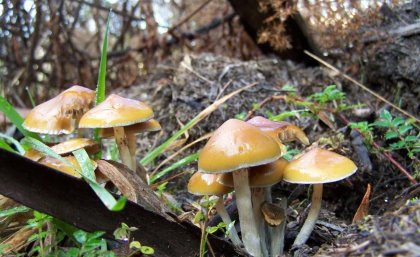 Australia investigates therapeutic potential of native magic mushrooms