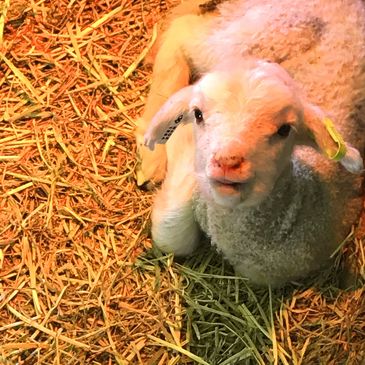 Australia’s Magic Valley to launch slaughter-free alternative for farmed meat