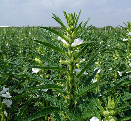 Equinom brings innovative sesame seeds to market