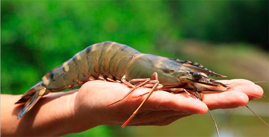 Mitsui & Co. to Invest in Shrimp Producer and Processor Minh Phu