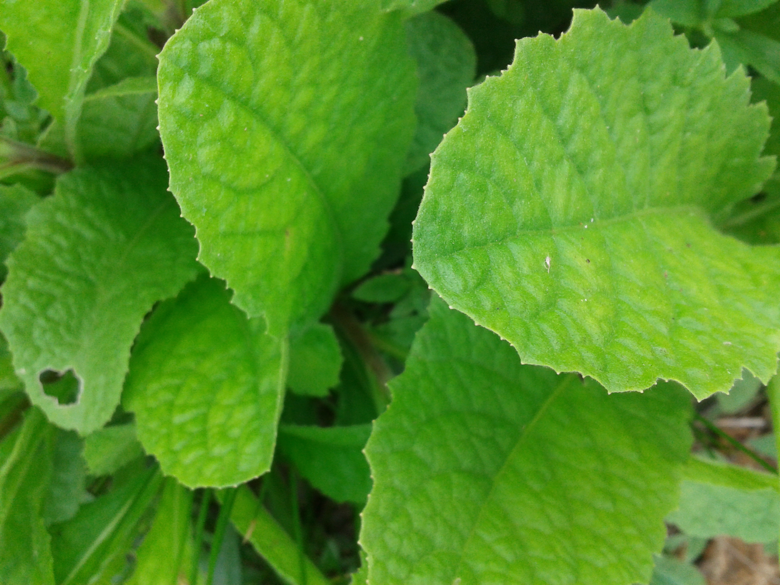 PureCircle develops new antioxidant product