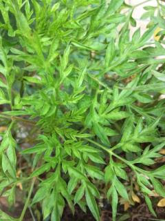 Researchers show anti-diabetic properties for Malaysian herb