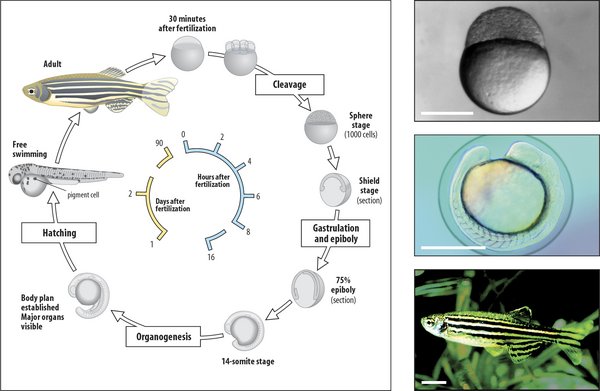 China uses zebrafish for health food screening 