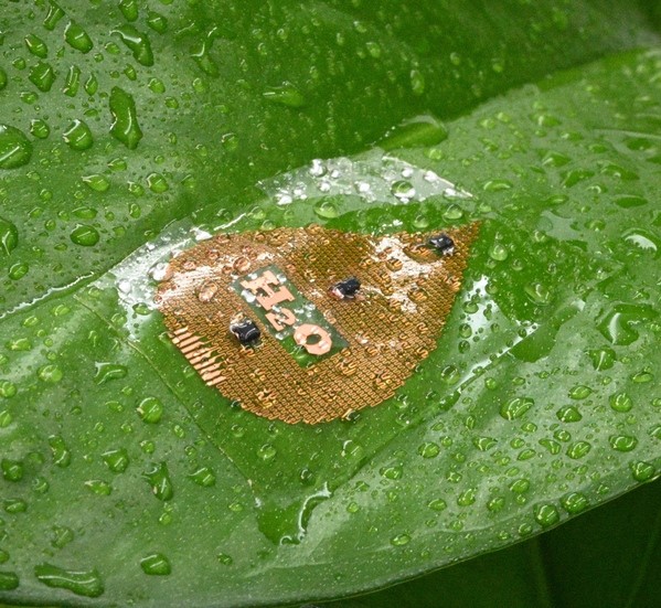 Chinese researchers discover that watermelons grow faster at night